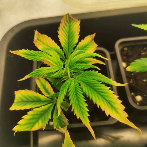 Seriotica  growlog timeline photo