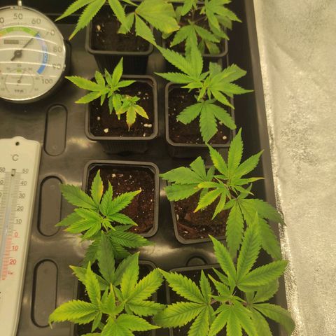 Seriotica  growlog timeline photo