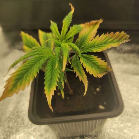 Seriotica  growlog timeline photo