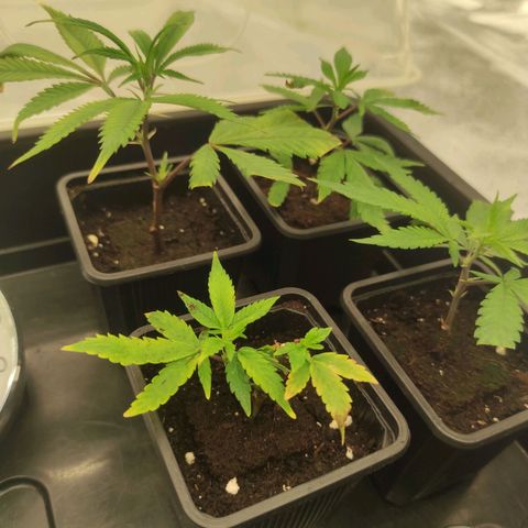 Seriotica  growlog timeline photo