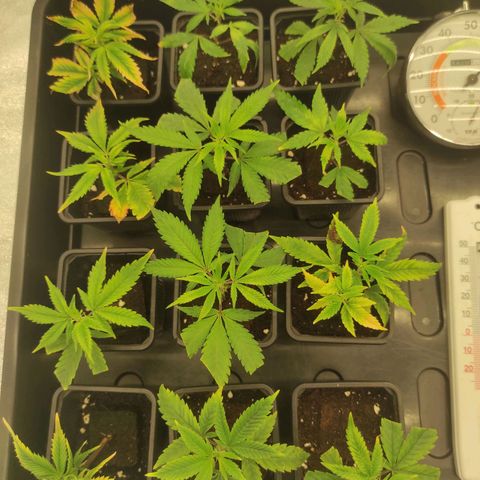Seriotica  growlog timeline photo