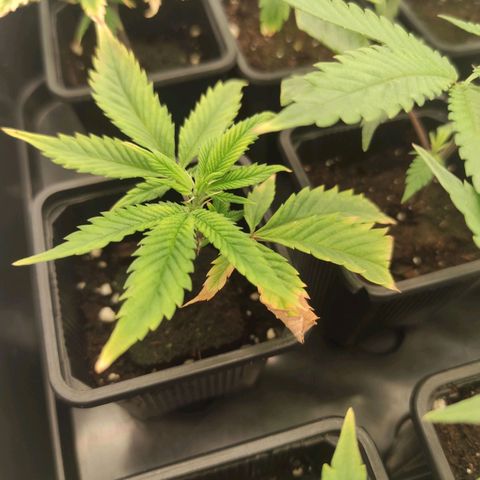 Seriotica  growlog timeline photo