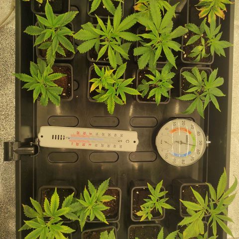 Seriotica  growlog timeline photo