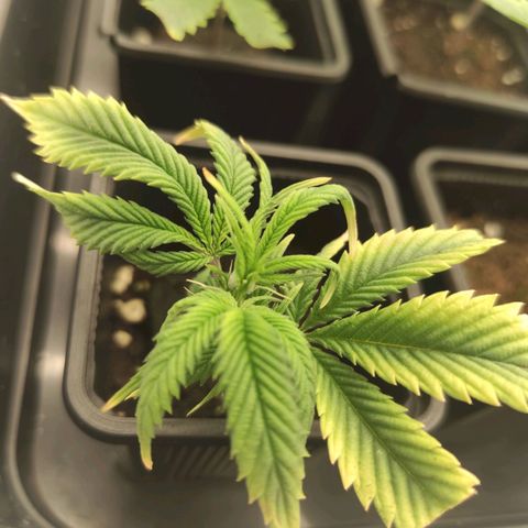 Seriotica  growlog timeline photo
