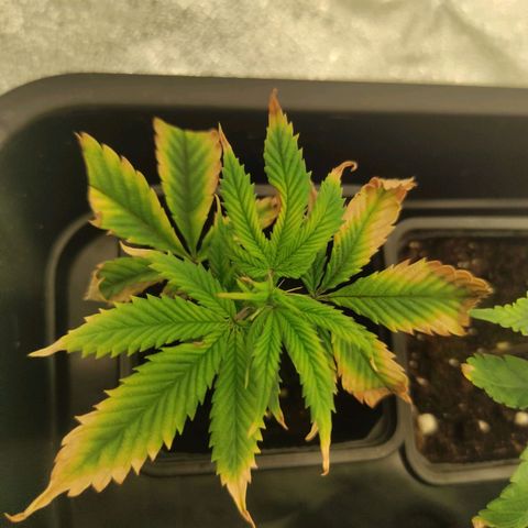 Seriotica  growlog timeline photo