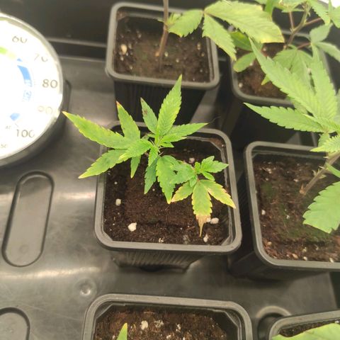 Seriotica  growlog timeline photo