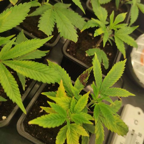 Seriotica  growlog timeline photo