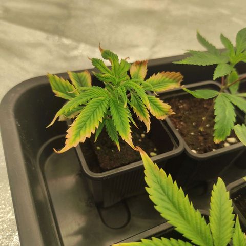 Seriotica  growlog timeline photo