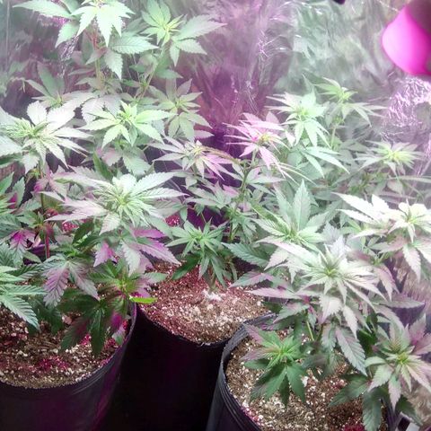 Regular regalada growlog timeline photo