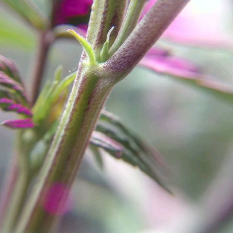 Regular regalada growlog timeline photo