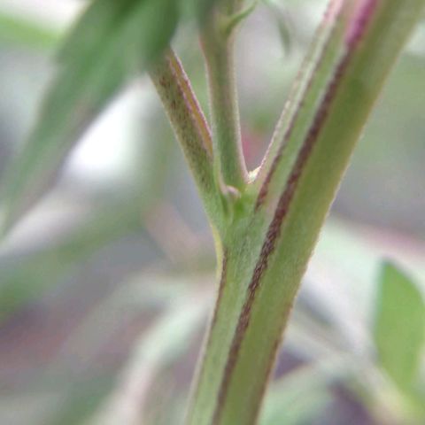 Regular regalada growlog timeline photo