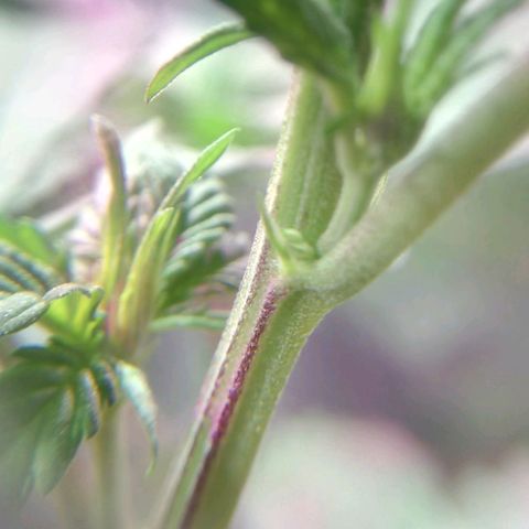 Regular regalada growlog timeline photo