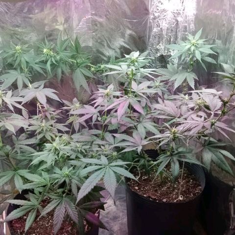 Regular regalada growlog timeline photo