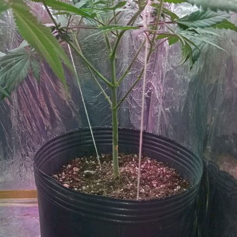 Regular regalada growlog timeline photo