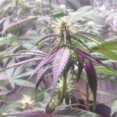 Regular regalada growlog timeline photo