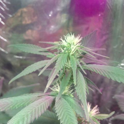 Regular regalada growlog timeline photo