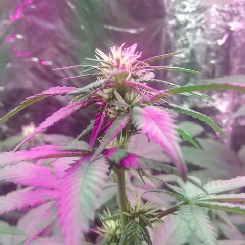 Regular regalada growlog timeline photo