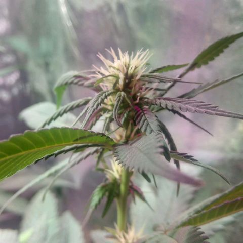 Regular regalada growlog timeline photo