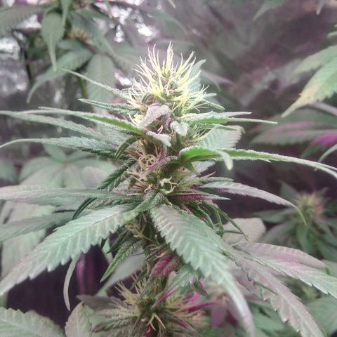 Regular regalada growlog timeline photo