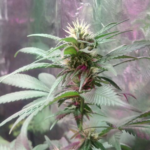 Regular regalada growlog timeline photo