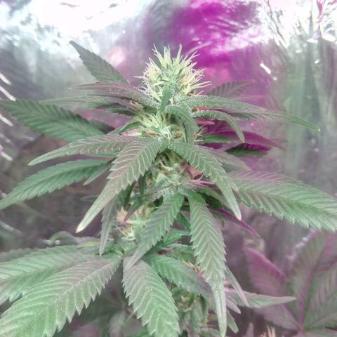 Regular regalada growlog timeline photo
