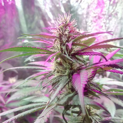 Regular regalada growlog timeline photo