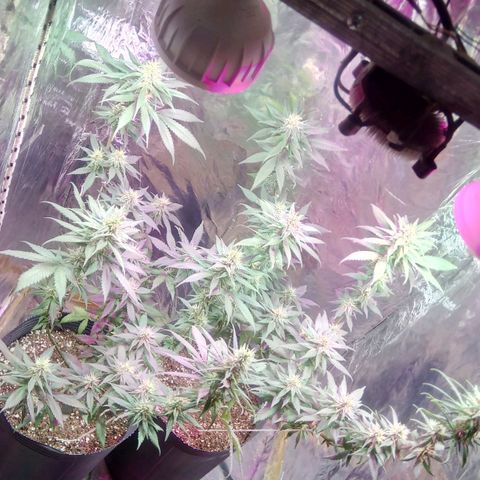 Regular regalada growlog timeline photo