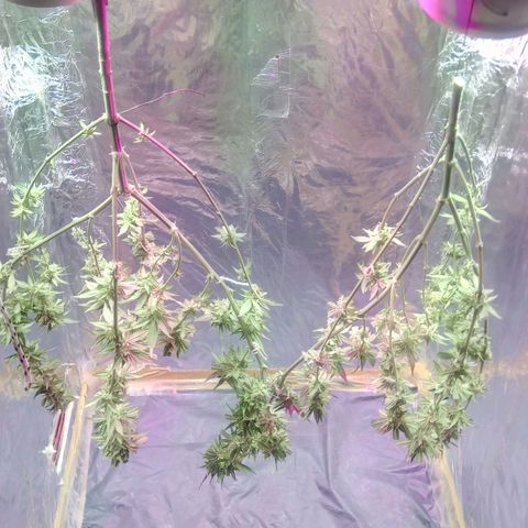 Regular regalada growlog timeline photo