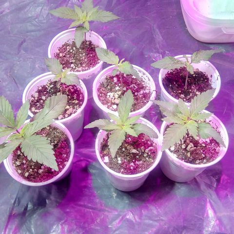 Cachetada de transformer growlog timeline photo