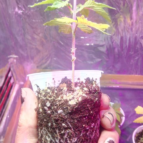 Cachetada de transformer growlog timeline photo