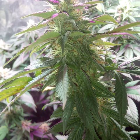 Cachetada de transformer growlog timeline photo
