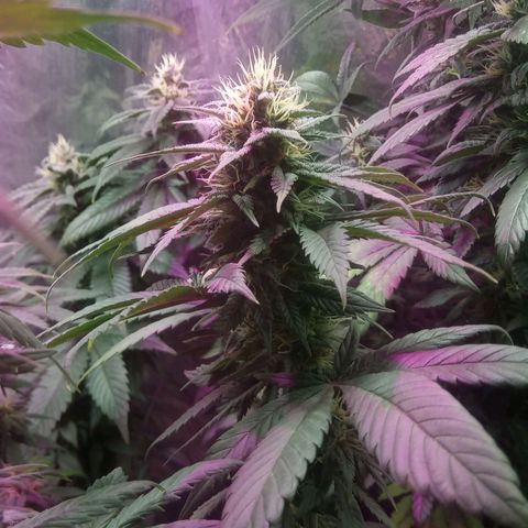Cachetada de transformer growlog timeline photo