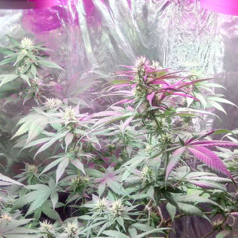 Cachetada de transformer growlog timeline photo