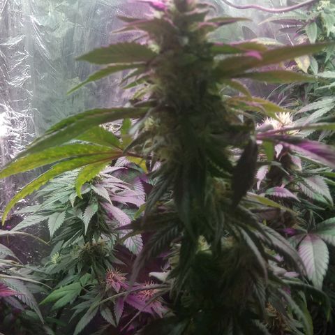 Cachetada de transformer growlog timeline photo