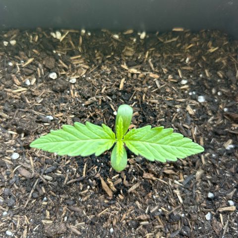 Lucy growlog timeline photo