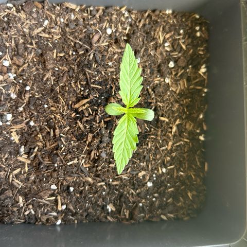 Lucy growlog timeline photo