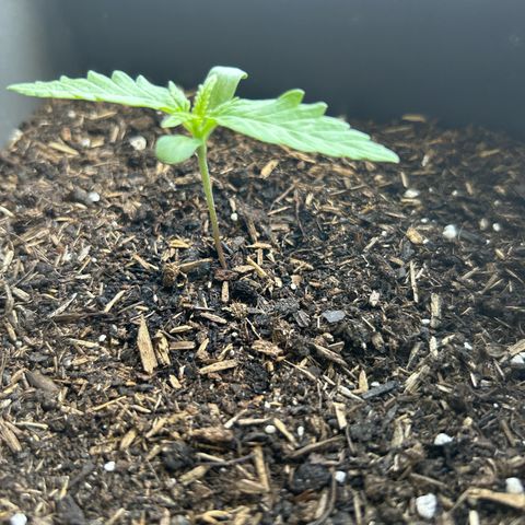 Lucy growlog timeline photo