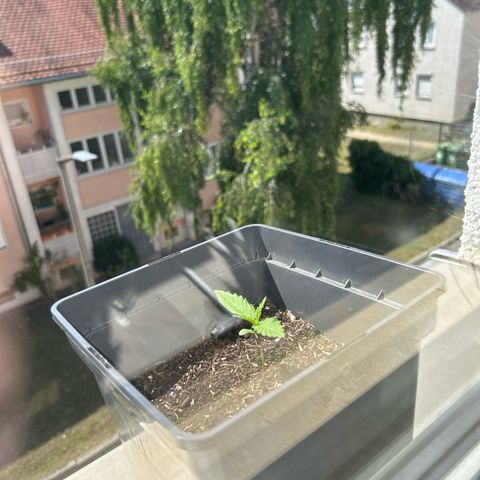 Lucy growlog photo: 3 Fensterbrett