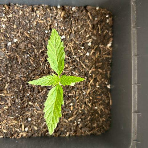 Lucy growlog timeline photo