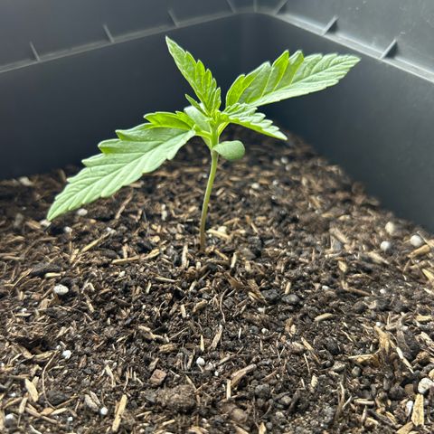 Lucy growlog timeline photo
