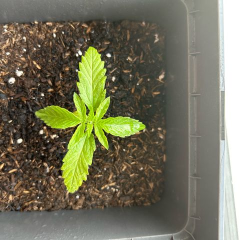 Lucy growlog timeline photo