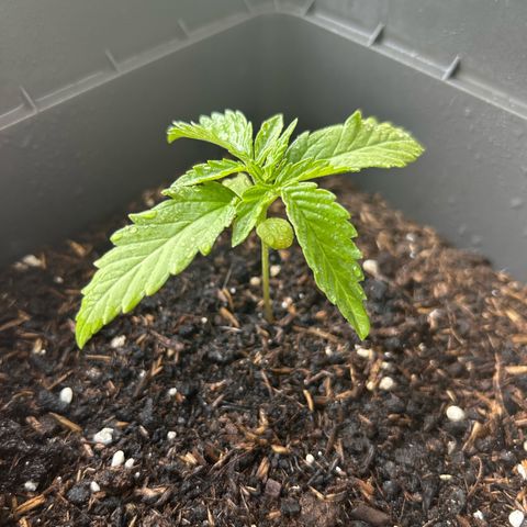 Lucy growlog timeline photo