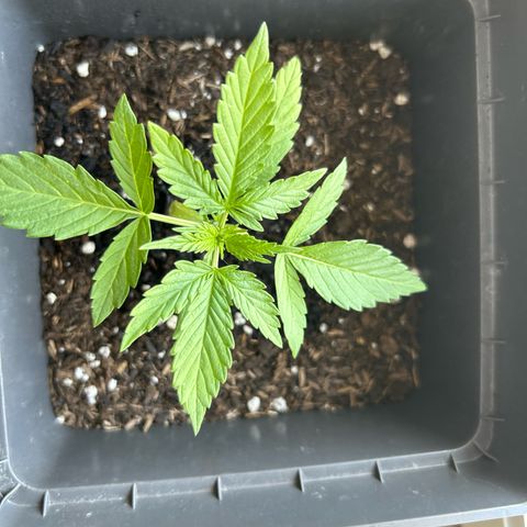 Lucy growlog timeline photo