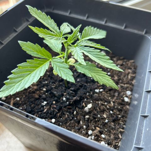 Lucy growlog timeline photo