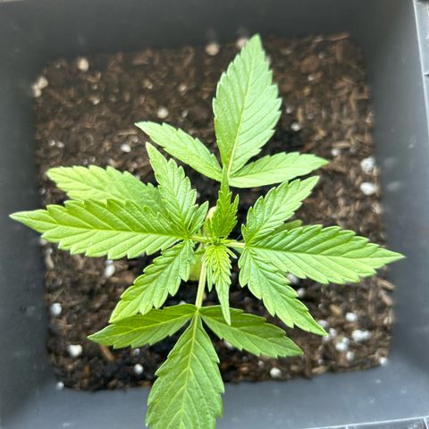 Lucy growlog timeline photo