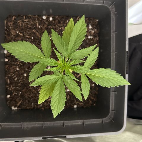 Lucy growlog timeline photo