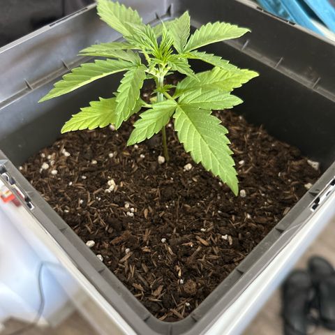 Lucy growlog timeline photo