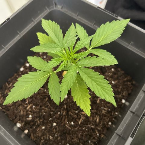 Lucy growlog timeline photo