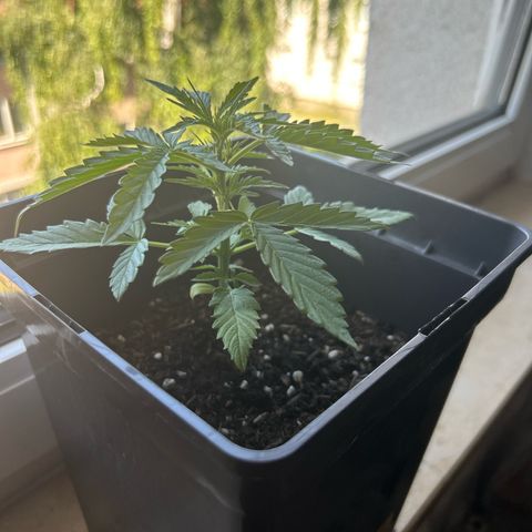 Lucy growlog timeline photo