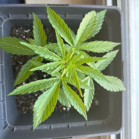 Lucy growlog timeline photo
